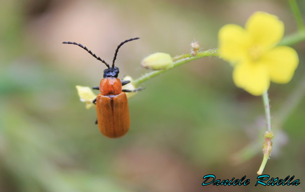 Exosoma lusitanicum